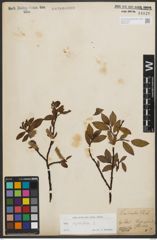 Foto von Salix phylicifolia L.